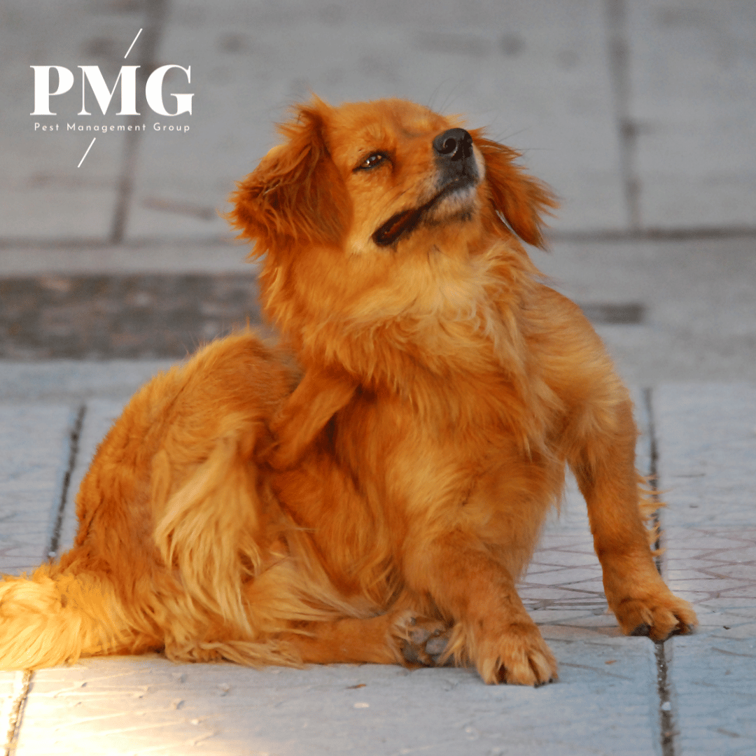 Flea and Tick Control Pest Management Group