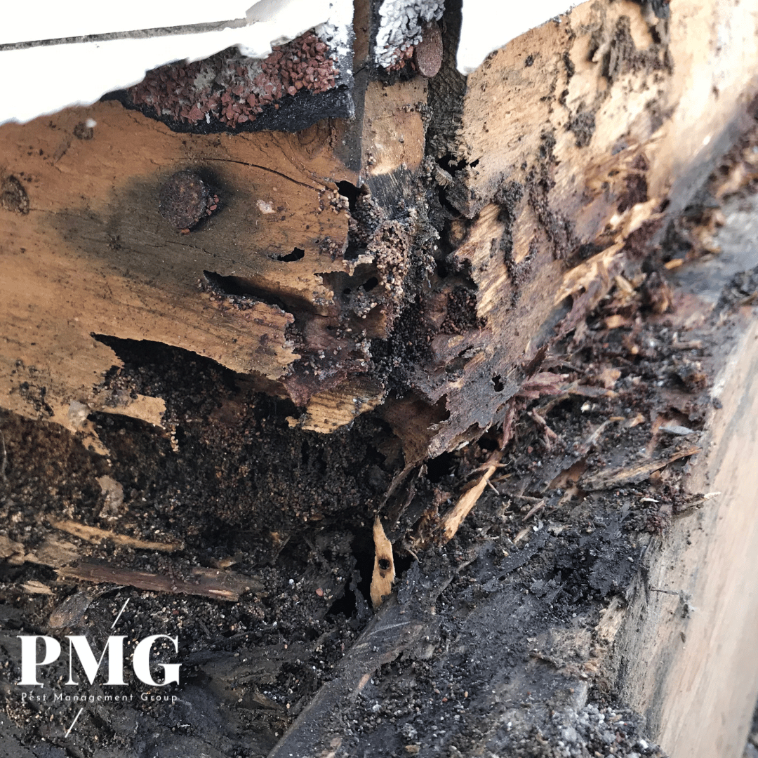 Termite Damage Pest Management Group